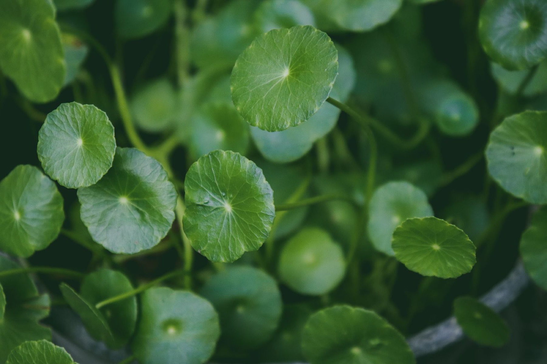 Centella plant